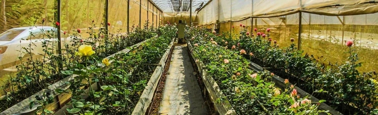 Greenhouse interior with rows of flowering rose plants under cultivation.