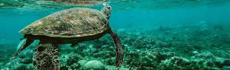 Sea turtle swimming over a coral reef in clear blue water.