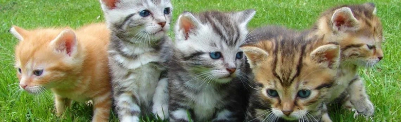 A group kittens.