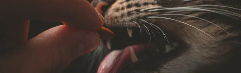 Cat receiving medicine