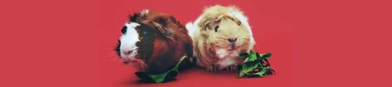 Two differently coloured guinea pigs next to a couple of lengths against a red background