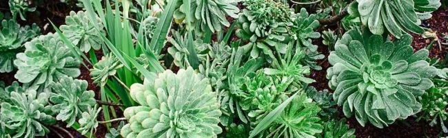 Featured image for Commercial horticulturist: job description