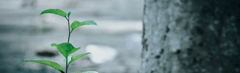 Young plant sprouting beside a tree trunk, symbolizing growth and environmental education.