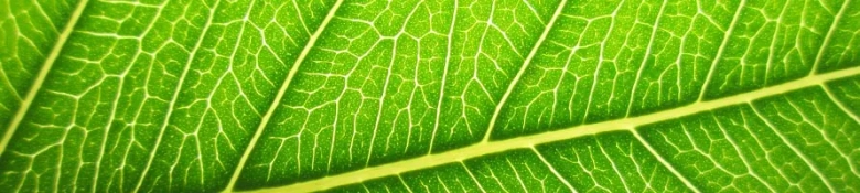 Detail of a green leaf