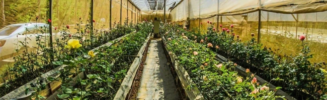 Featured image for Horticultural consultant: job description