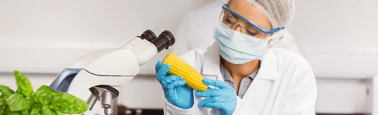 Food scientist examining a cob of corn next to a microscope in a laboratory setting.