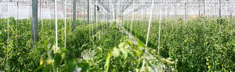 Greenhouse interior with rows of tomato plants supported by stakes and twine.