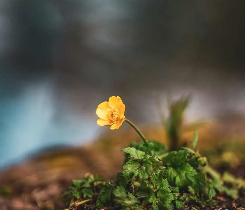 A yellow flower growing out of rocky soil
