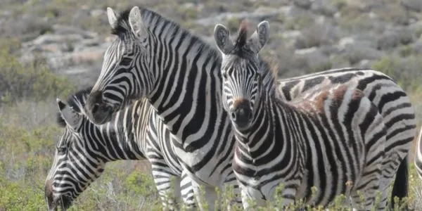 Thumbnail image for Wildlife for All