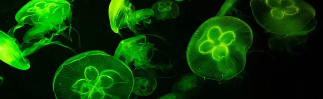 Featured image for Clinical microbiologist: job description