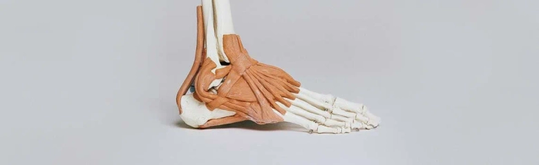 Anatomical model of a human foot showcasing bones and muscles on a plain background.