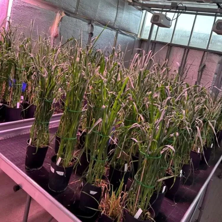 Oat plants in the greenhouse facilities