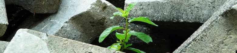 A picture of a plant growing among rocks, symbolising resilience (a key life skill that will help your job hunt)
