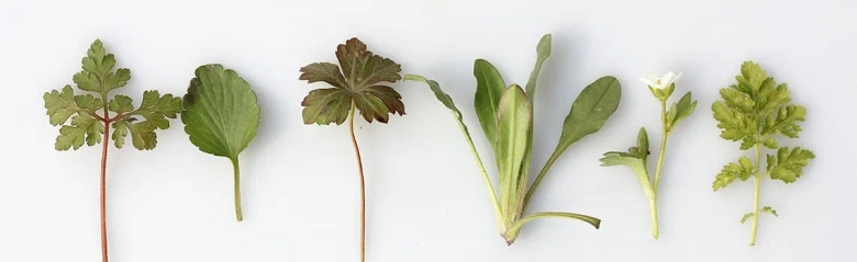 A selection of herb plants laid out on a clear surface: herbalist job description.