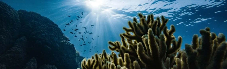 Sunlight filtering through clear ocean water over a coral reef with small fish swimming above.
