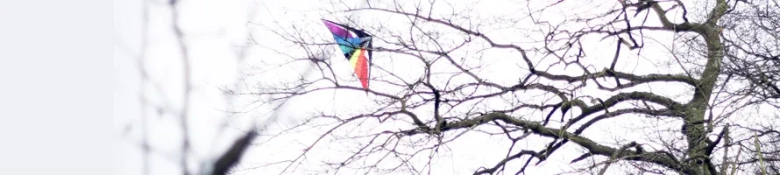 A kite stuck in a tree
