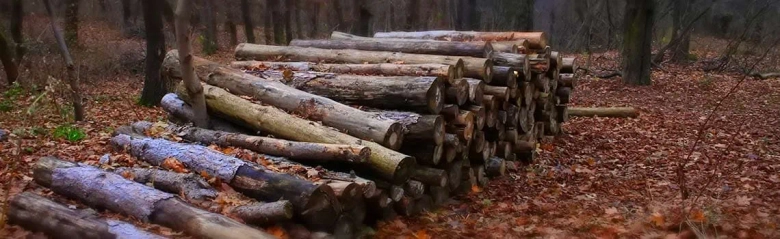 Stacked logs in a forest during autumn.