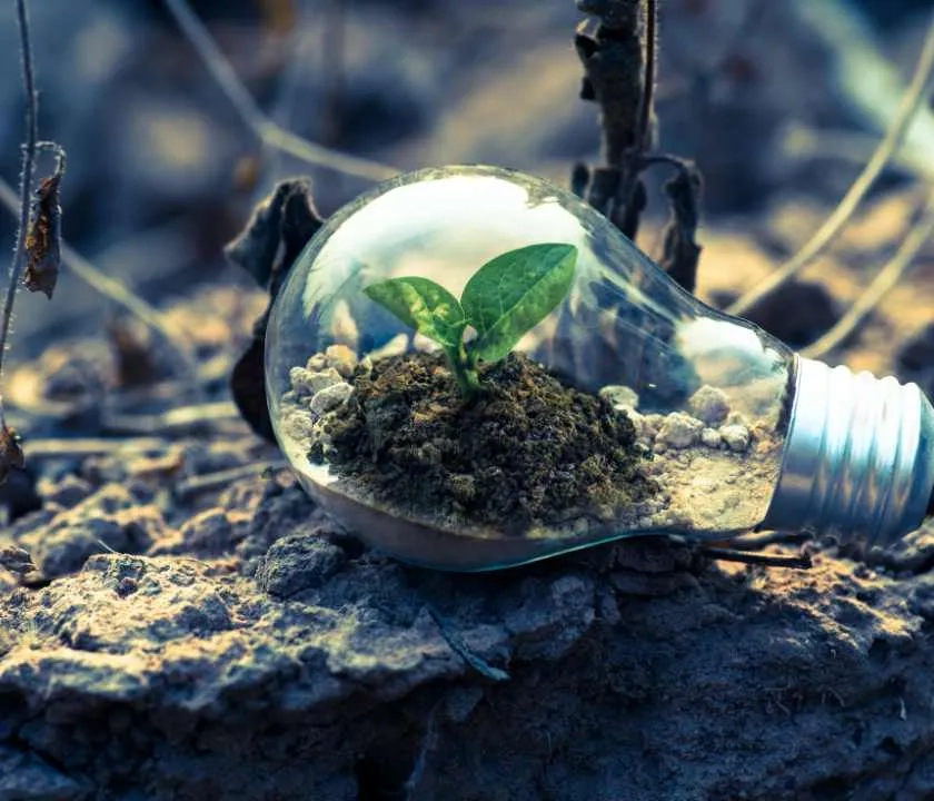 Lightbulb on some rocky soil with a green plant growing inside it 